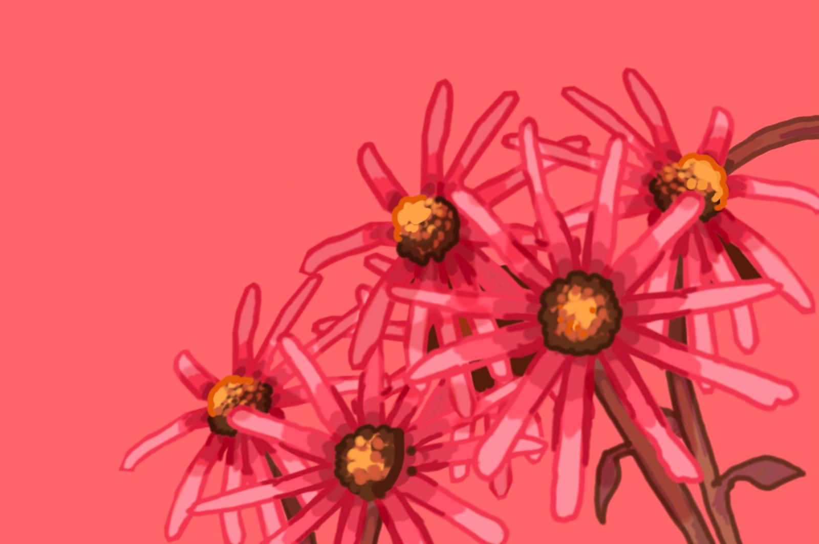 MYP Personal Project